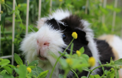 Guinea pig in run