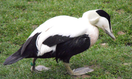 Duck on grass