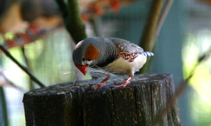 Zebra Finch