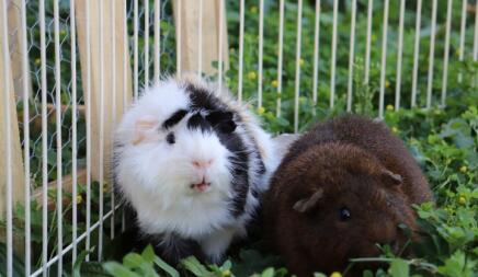 Guinea pigs