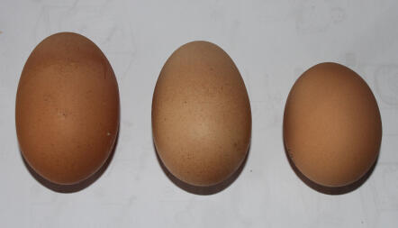 Varying sizes of eggs from 3 of my ex battery girls