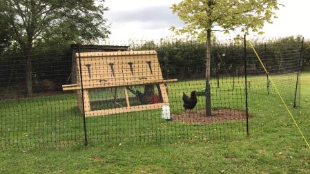 Love our Omlet fencing - keeping my ladies safe and sound with lots of space