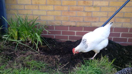 help in the garden