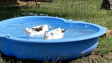 Mack and Mabel my Magpie Call Ducks