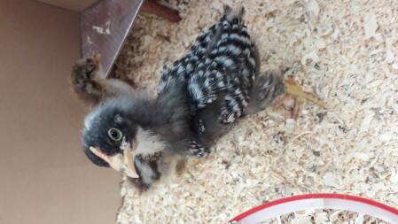 cuckoo marans cock as a chick