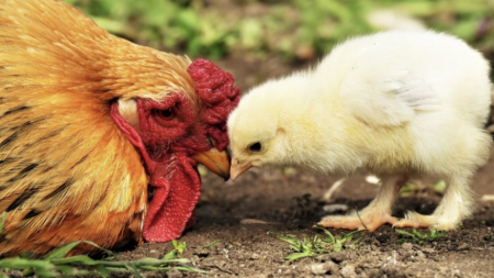 An orange mother chicken and a small yellow chick in a garden