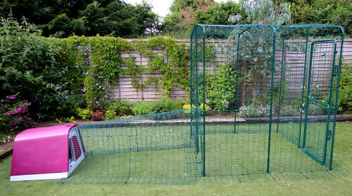 The Eglu Go with run attached to a walk in chicken run using a connection kit