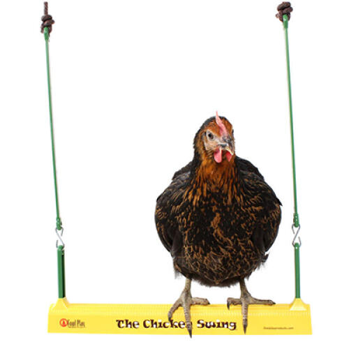 Chickens will find the chicken swing very entertaining