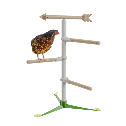 Chicken in the free standing  perch system kit