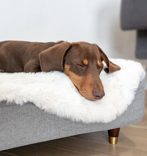 Dachshund sleeping on Topology dog bed with white sheepskin topper and brass capped feet.