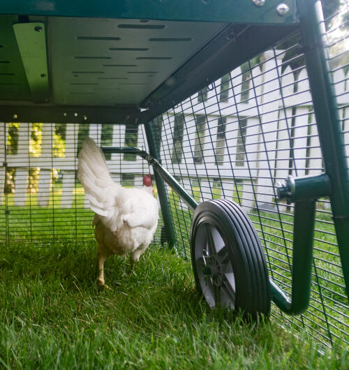 A chicken next to the Eglu wheels attached to the run.