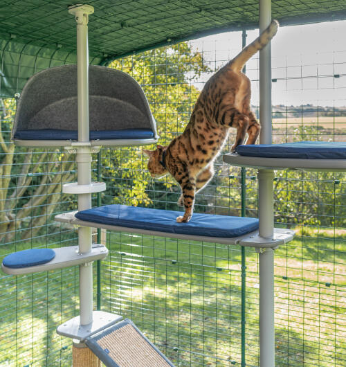 A cat climbing over the Freestyle cat tree accessories