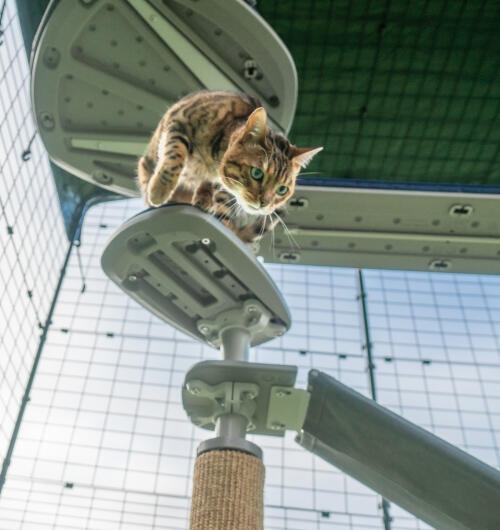 A cat climbing down the steps attached to the outdoor Freestyle cat tree