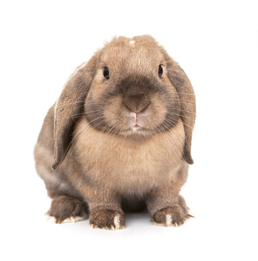 The wonderful round face of a dwarf lop rabbit