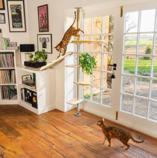 Cat climbing down the cat climbing tree floor to ceiling omlet