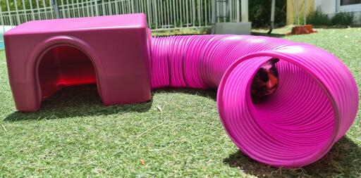 A purple Zippi shelter with a guinea pigs walking down a tunnel.