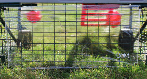 Keep hens sheltered with a clear wind cover