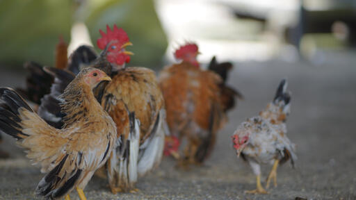 Flock of malaysian serama outside