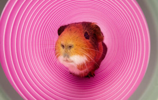 Guinea pig in Zippi play tunnel