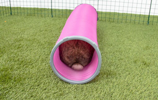 Rabbit in Zippi play tunnel