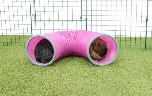 Rabbits in Zippi play tunnel