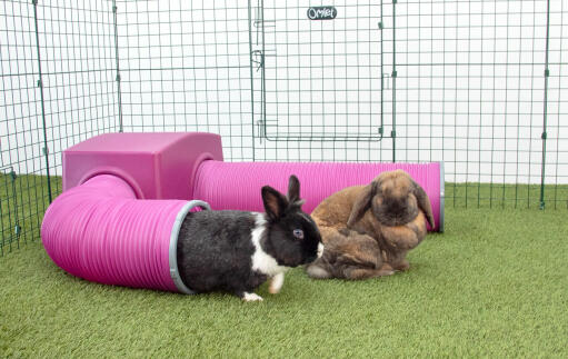 Rabbits in Zippi rabbit playpen with purple Zippi shelter and play tunnel