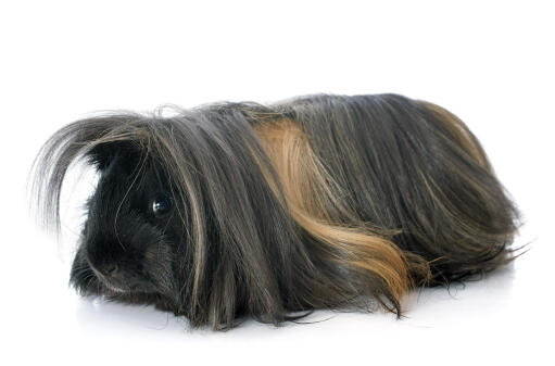 A close up of a peruvian guinea pig's beautiful little nose poking out of the long fur