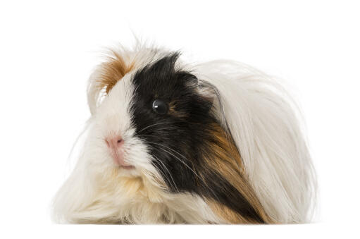 White guinea pig for sale discount