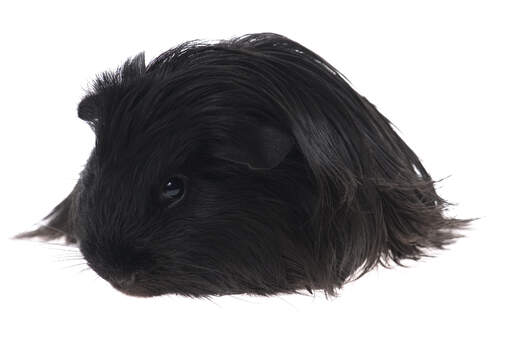 A silky guinea pig with incredible long dark fur