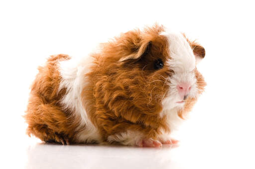 A texel guinea pig with wonderful long wavey fur