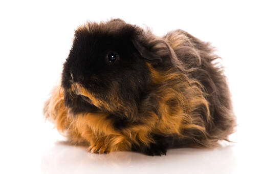 A wonderful little texel guinea pig with long dark and red fur