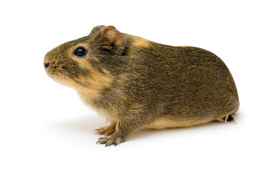 Golden agouti online guinea pig