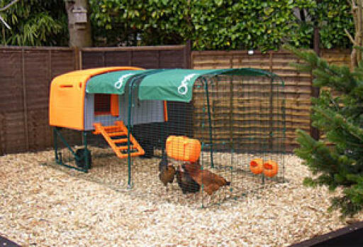 An orange Eglu Cube  chicken coop with two chickens in them.