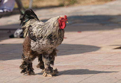 Booted-bantam-walking