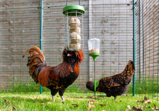 Caddi is the perfect compliment to the Poppy and Pendant peck toys for all your chicken treat feeding needs.
