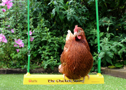 Keep your pet chicken entertained with a chicken swing!