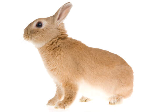 A netherland dwarf rabbit with incredible soft brown and white fur