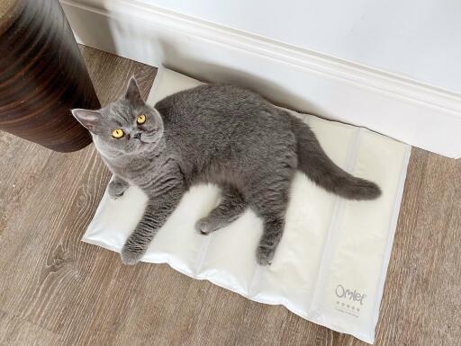 A cat lying on a cool mat.