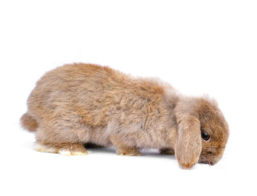 The lovely scruffy coat of a french lop rabbit