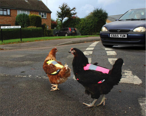 Keep chickens safe on the road!