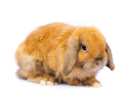 A french lop rabbit with beautiful fox coloured fur