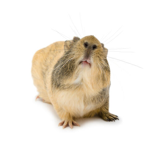 Golden agouti 2025 guinea pig