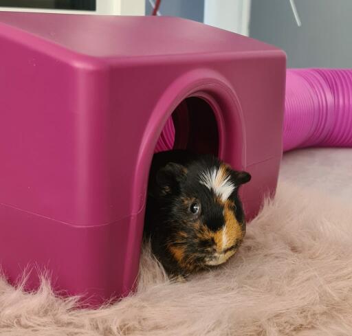 Colourful speckled guinea pig in a pink Omlet shelter with a tube on a fluffy carpet indoors