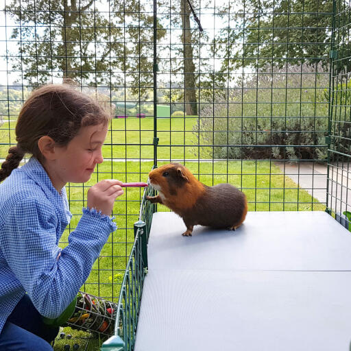 Girl feeding guinea pig treat inside Omlet Zippi guinea pig playpen with Zippi platforms