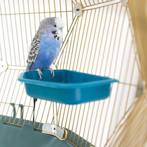 Budgie in bird bath in Geo bird cage with Gold cage and teal base