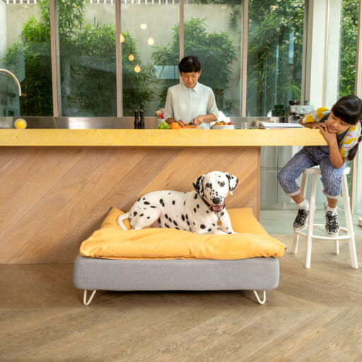 Dalmation laying on Omlet Topology dog bed with white hairpin feet