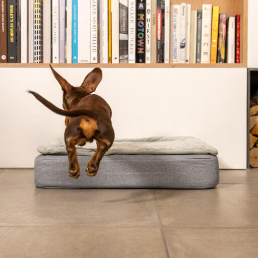 Dachshund jumping on Omlet Topology dog bed with quilted cover