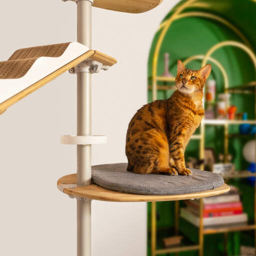 Cat on platform cushion climbing tree floor to ceiling