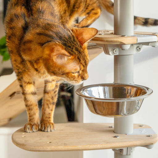 Cat investigating bowl on floor to ceiling cat tree