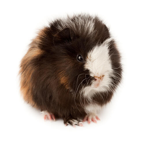 A wonderful little fluffy abyssinian guinea pig